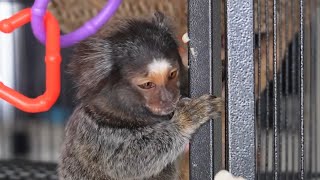 Play Time Pet Marmoset quotDaiseyquot She Eats My Expensive Camera fingermonkey [upl. by Claudie]