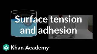 Surface Tension and Adhesion  Fluids  Physics  Khan Academy [upl. by Marder11]