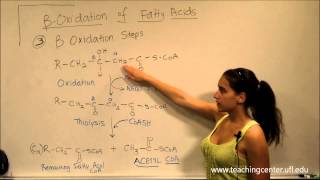 Beta Oxidation of Fatty Acids [upl. by Aicineohp]