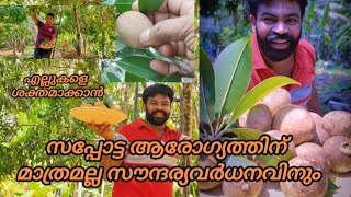 സപ്പോട്ട ഇത് തലമുടിയെയും ചർമ്മത്തെയും ആരോഗ്യം മുള്ളതാക്കുന്നും Sapota chiku harvesting Malayalam [upl. by Ylrebmit]