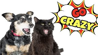 Cat Sounds That Make Dogs Go Crazy [upl. by Llezom]