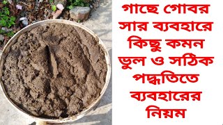 গাছে গোবর ব্যবহারের সঠিক পদ্ধতি জেনে নিন [upl. by Casteel]