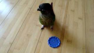 Green Cheeked Conure Tantrum [upl. by Kcirddet]