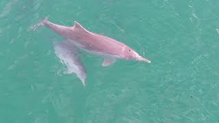 Dolphin amp calf playing at Fraser Island Australia [upl. by Aniahs]