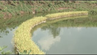 Growing Rice in Fishpond Yes We Did [upl. by Supat621]