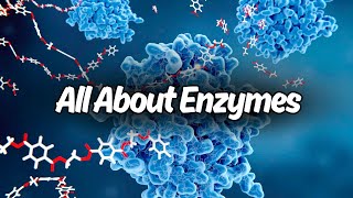 All About Enzymes in 10 Minutes [upl. by Lenahs]