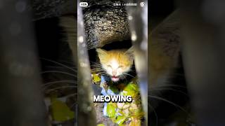 Kitten Stuck In Sewage For 3 Days Cries For Humans ❤️cat catshorts catlife [upl. by Kacey]