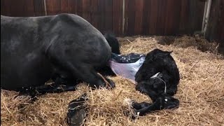 a miracle 😍 Birth of a Friesian horse Harm fan e Goëngamieden [upl. by Valda]