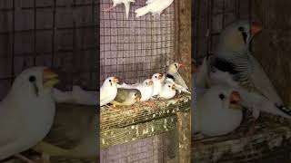 Finches breeding birds colony [upl. by Ahsenit]