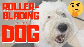 How to Exercise an Old English Sheepdog┃Rollerblading┃EdampMel [upl. by Gimpel]