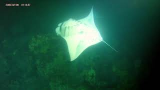 Swimming with Manta Rays \ Big Island Hawaii [upl. by Arraeis]