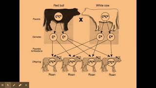 612 Patterns of inhertiance b Codominance [upl. by Adnawal687]