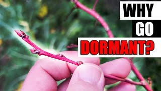 Why Do Plants Go Dormant  Garden Quickie Episode 182 [upl. by Benson]