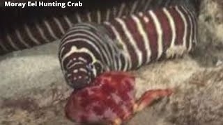 Moray Eel Eating Crabs [upl. by Torrie494]