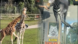 A day in Animal Kingdomexplore animallover vlogger [upl. by Ettennyl]