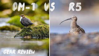 Testing the OM System OM1 Bird AF Bird AI AF  HandsOn Field Test  Gear Review [upl. by Vada]