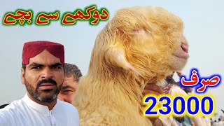 Dera Ghazi khan may sasti bheron ki mandi kab lagti hai  Mundra goat farm 7 August 2024 [upl. by Esmond338]