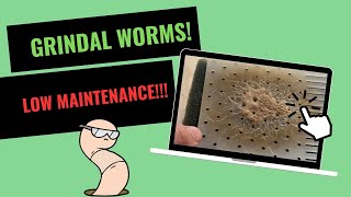 How to Cultivate Grindal Worms Easy and Without Smell [upl. by Ahsap]