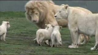 White Lion Cubs birth part 2  starting to eat [upl. by Neellok]