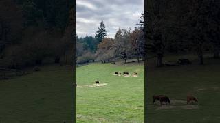 Pasture raised cows [upl. by Cannon808]