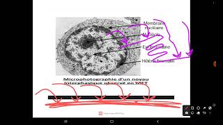 Génétique بالعربية 2 cytologie aussi   La Chromatine Part 1 [upl. by Downes]