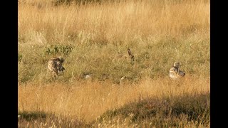 Eurasian Stonecurlew Cavenham Heath Suffolk 2824 [upl. by Gilboa341]