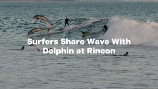 Party Wave Surfers Share Wave With Dolphin at Rincon [upl. by Cavil454]