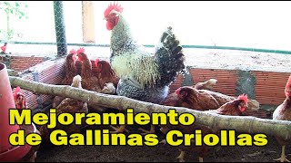 MEJORAMIENTO RAZA DE GALLINAS Y POLLOS CRIOLLOS  Granja El Español [upl. by Eohce]