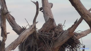 SWFL Eagles 2224 Mama Owl and her Two Precious Hootlets 🦉💕🦉 [upl. by Lindell]