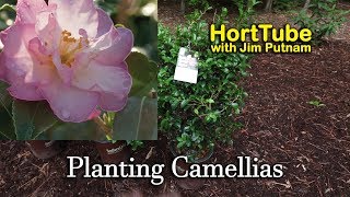 Planting Some New Camellias  Fall Flowering Evergreen Shrubs [upl. by Alfy]