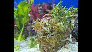 How to get macroalgae in your reef tank [upl. by Reamonn]