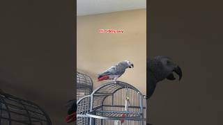 The squawk guy says hi 👋🏼🐦 talkingparrot funnyparrot parrot birds africangrey [upl. by Aihtenak278]