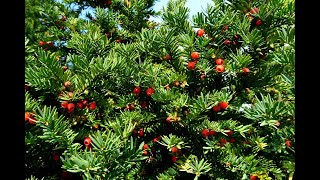 Тис3 Taxus3 Хвойные растения39 Conifers39 Декоративные растения [upl. by Russon938]