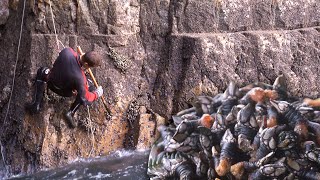 Los PERCEBES Pesca tradicional de este crustáceo en rocas de acantilados  Perceberos  Documental [upl. by Cookie]