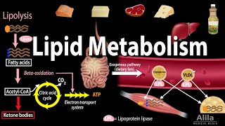 Lipid Fat Metabolism Overview Animation [upl. by Ellek]