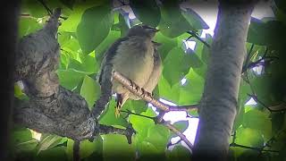 Baby Cedar Waxwings [upl. by Einnahc]