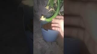 toriya harvest terracegarde🥒🥒 gardenflowers food gardenplants 👍🙏 subscribe [upl. by Tnahs257]