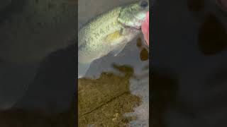 Sub if you love fishing fishing baitmaking bassfishing [upl. by Ebehp894]