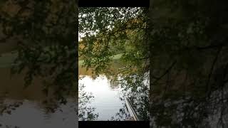 TIR DUN RAGONDIN A 5M  chasse hunting hunt chasseur ragondin coypu [upl. by Izogn401]