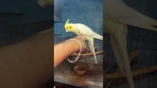 Flying bird🥰 birds youtubeshorts cockatiel lutinobird funnyanimal [upl. by Jeremy]