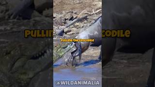 Epic Battle for Survival Wildebeest Defeats Crocodile [upl. by Anniala847]