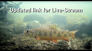 Brook Trout in the West Credit River 6th June 2024 [upl. by Dragelin304]