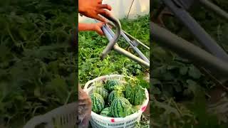 creative tool for transporting watermelon harvest shorts farming agriculture satisfying [upl. by Nageem]