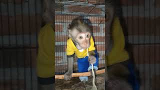 MONKEY MOLY MAKAN MIE INSTAN INDOMIE REBUS shorts monkey monkeys monyet monyetlucu monkeymoly [upl. by Chandler]