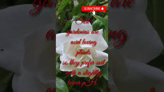 Gardenia plant careTips and tricks [upl. by Kerril]