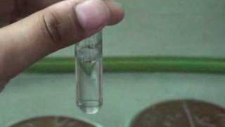 Catalase test [upl. by Glogau]