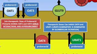 Gout  Urateuric acid Renal Transport  Lesinurad and Probenecid [upl. by Ssilb]