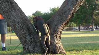 Xolo hairless dog agility parkour training at the park [upl. by Imoin]