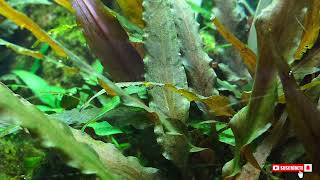 Cryptocoryne undulata [upl. by Rosenfeld]