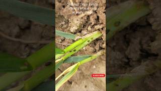 Wheat Grain Beetle  Gandum gehoon ka keera wheatcrop grainbettle farming farmers wheatborer [upl. by Leventhal]